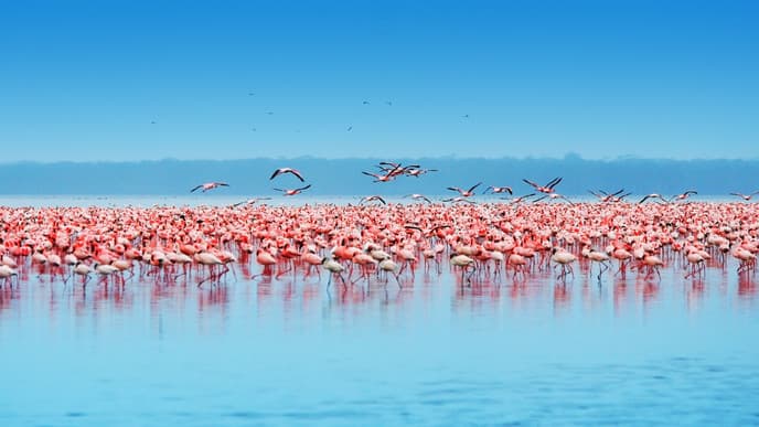 Travel to Lake Nakuru, a Flamingo Paradise