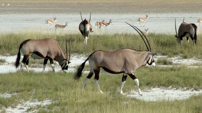 Auf Safari im Etosha Nationalpark