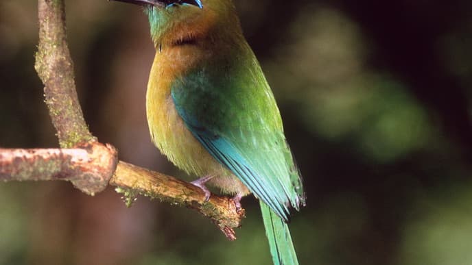 Bird's perspective