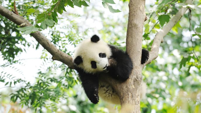 Pandabären und ein bisschen Geschichte