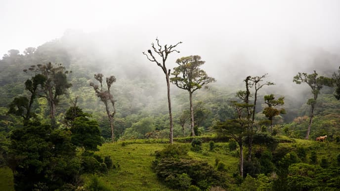 Magic Monteverde