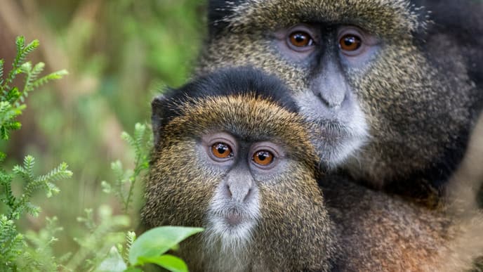 Searching for golden monkeys