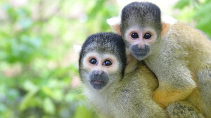 Abschied vom Regenwald mit Ritualen und Meditation