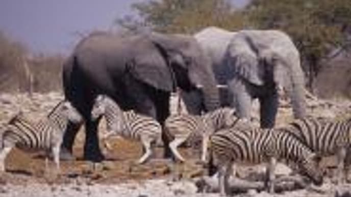 Wilde Tiere im Etosha Nationalpark