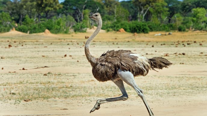 Visit the Game Reserve Shai Hills