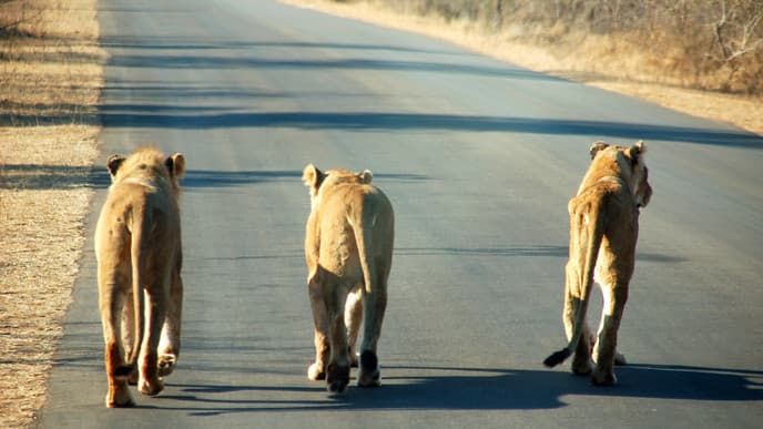Safari im Krüger-Nationalpark