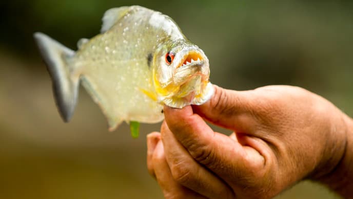 Dschungeltrekk und Piranhas