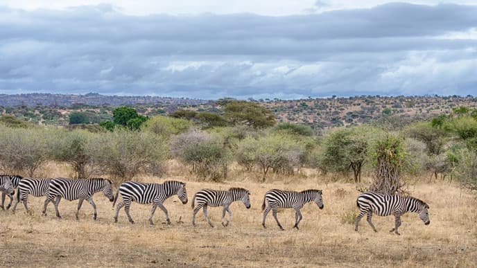 Safari im Tarangire National Park