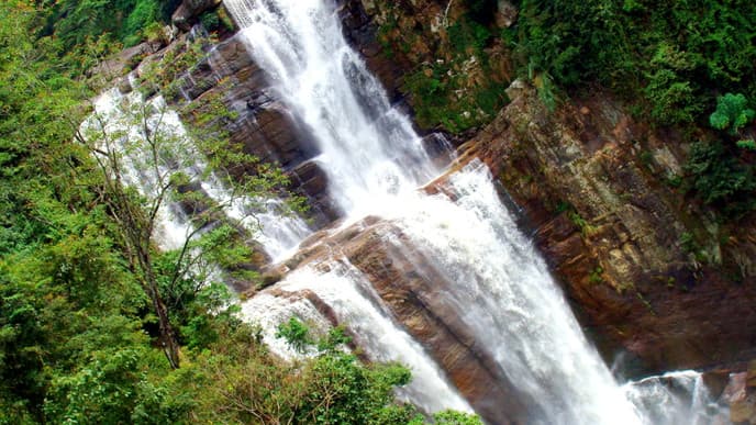 Tranquility Amongst the Trees
