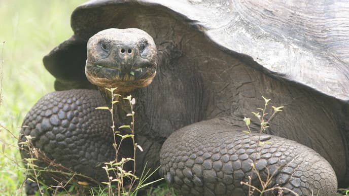 El Chato Tortoise Reserve