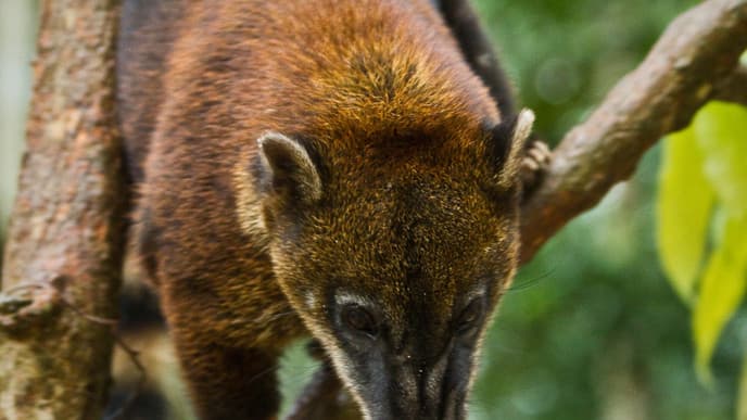 Explore More of the Yasuni National Park