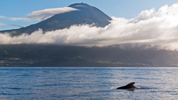 Journey to Faial Island