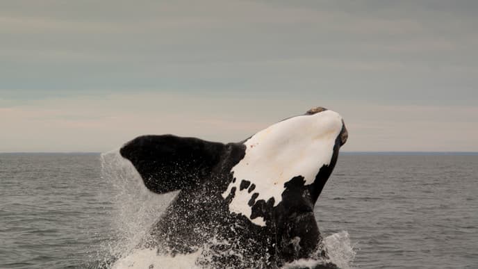 The wildlife of Punta Ninfas