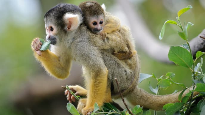 Journey into the Amazon