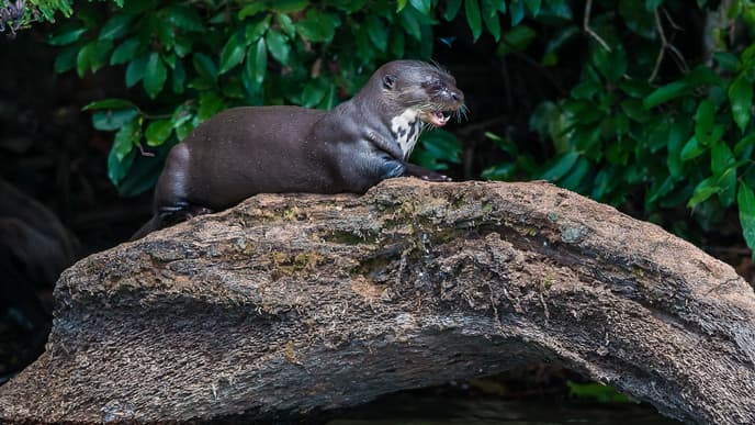 Rainforest wildlife