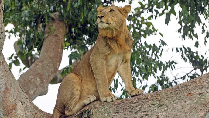 Go On A Game Drive In Ishasha