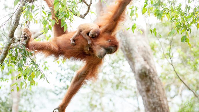 Auf den Spuren der Orang-Utans