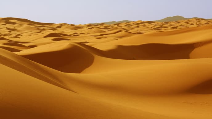 Impressive desert vegetation