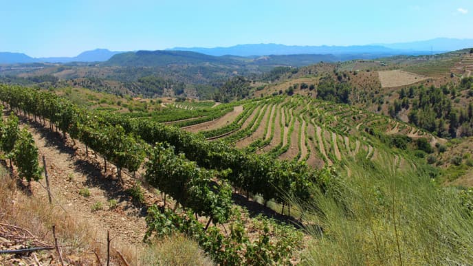 Taste the flavors of Montsant