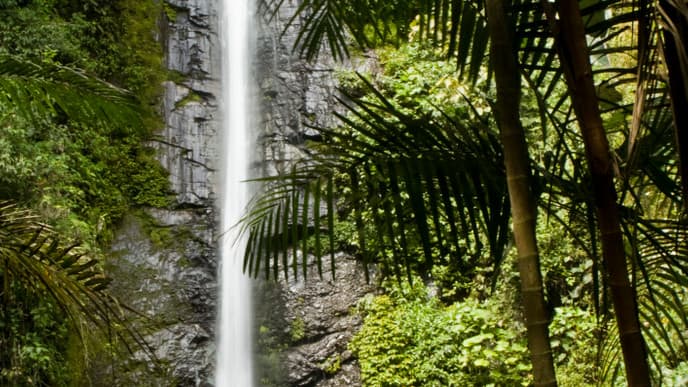 Spend Another Day in the Cloud Forest