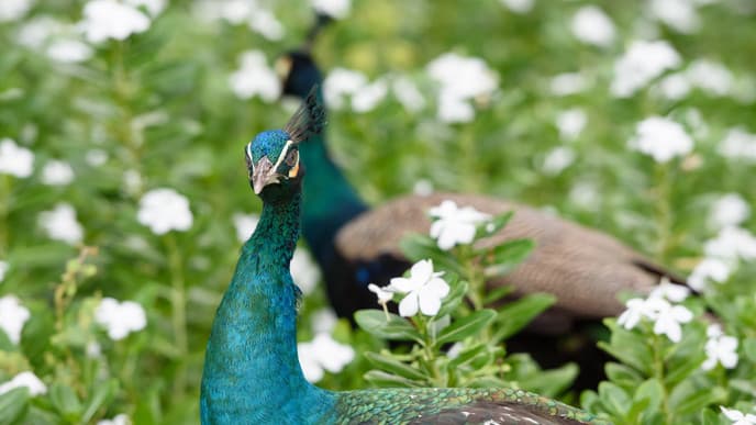 Explore The Beautiful Yala National Park