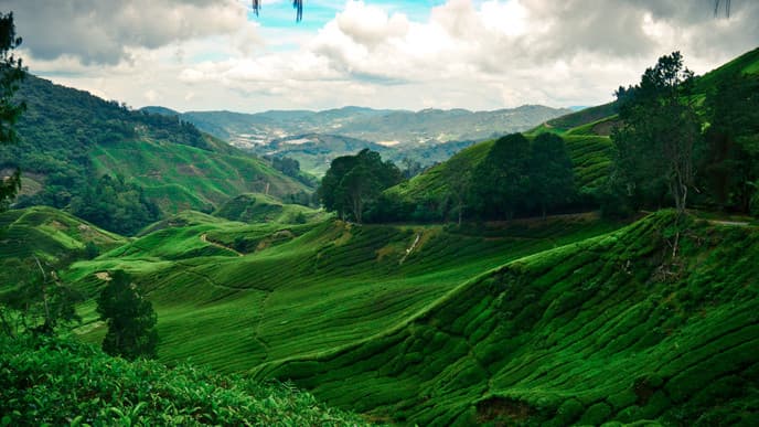 Explore The Cameron Highlands