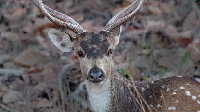 Zauberhafte Naturlandschaften