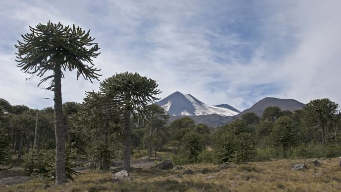 Vulkane im Conguillio-Nationalpark