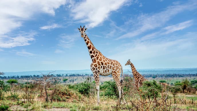 Travel To Murchinson Falls National Park