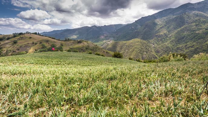 Day 3: Beautiful Hike to the Coffee Fields