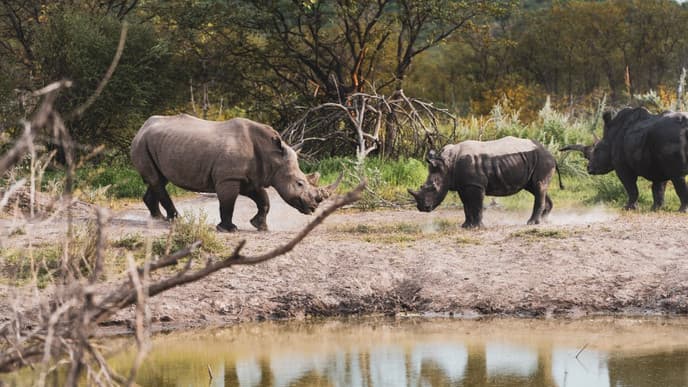 Crossing the national park