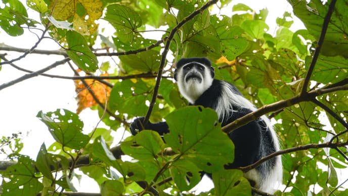 Tracking colobus monkeys & a tea tasting