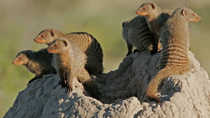 The wildlife of Etosha