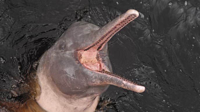 Explore Manaus & embark on your Amazon cruise