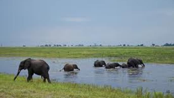Wildbeobachtungen am Chobe
