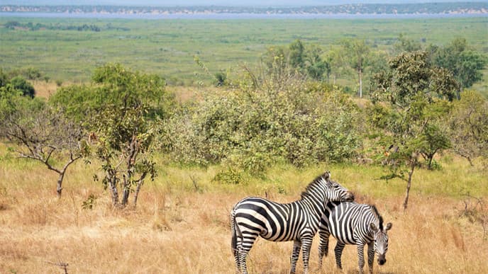 Into the wilds of Akagera National Park