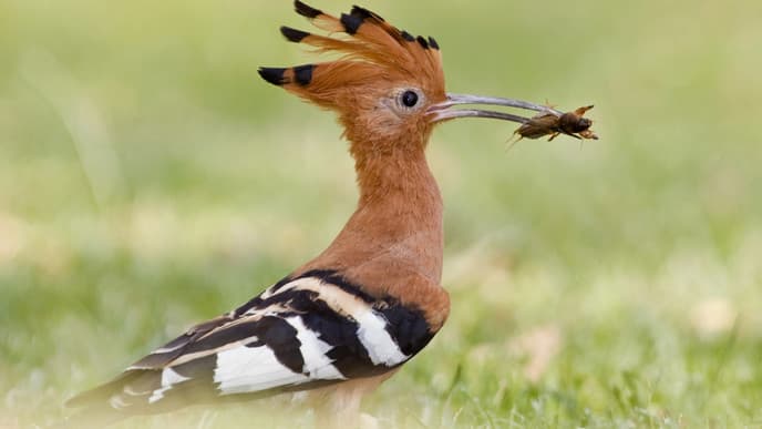 Final day in Moremi Game Reserve