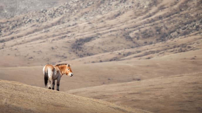 Prehistoric horses