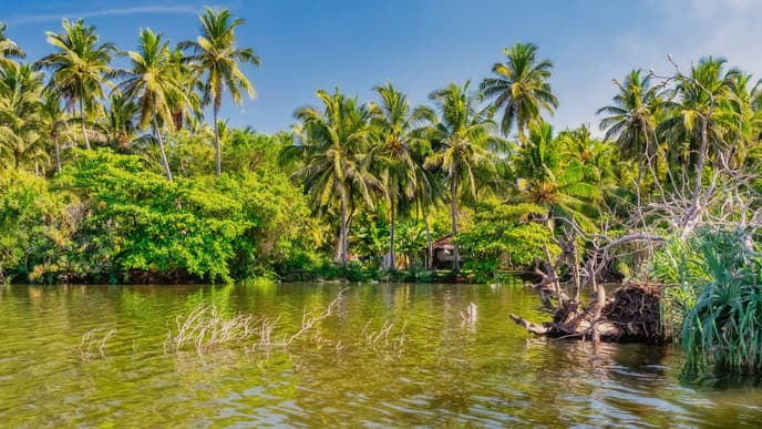Tour the Muthurajawela Mangroves