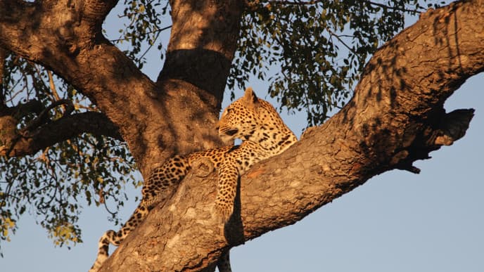 Von der Küste ins Masai Mara Nationalreservat