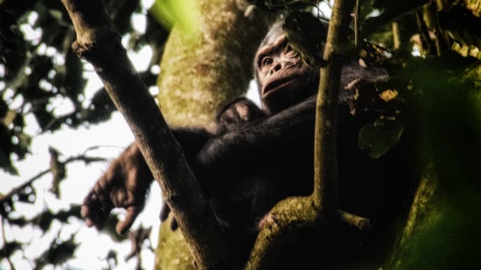Chimpanzee tracking & canopy walkways