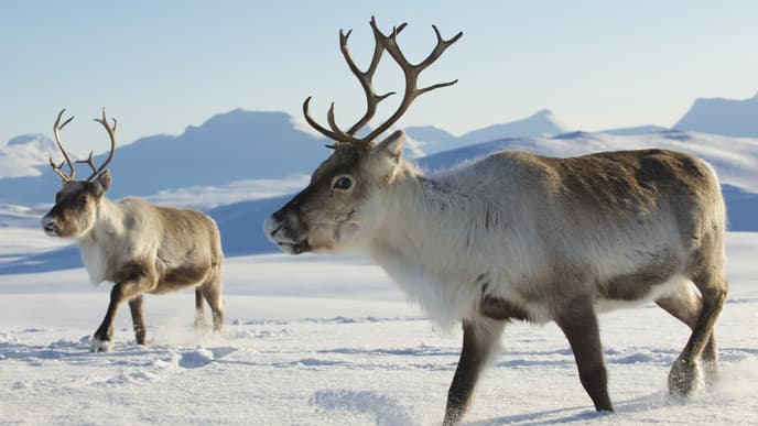 Reindeer sledding and Sami culture