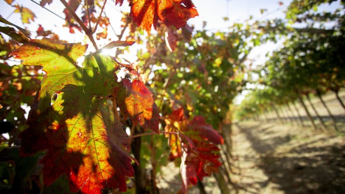 Zu Besuch in der Weinkellerei Somontano