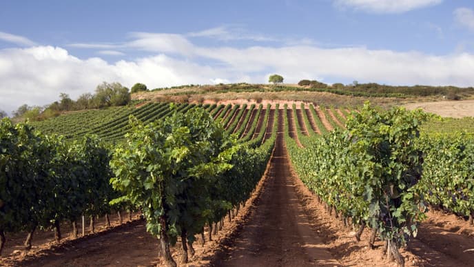 Discover the vineyards of Penedès