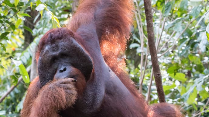 Rehabilationszentren für Orang-Utans