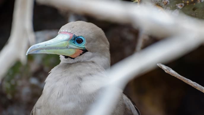 Birdlife on volcanic islands