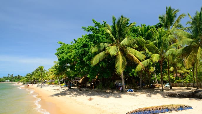 Relax under palm trees