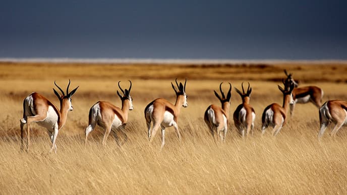 Natur pur im afrikanischen Busch