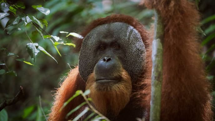 Into the rainforest of Bukit Lawang
