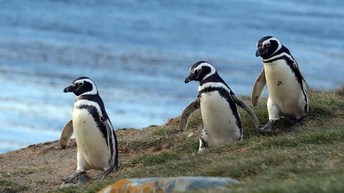 Penguin spotting & disembarking in Chile